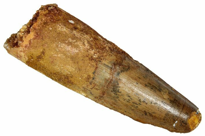 Fossil Spinosaurus Tooth - Feeding Worn Tip #350082